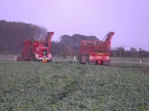 Focquaert: Bieten rooien.