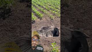 ninho de ema no meio da roça de soja