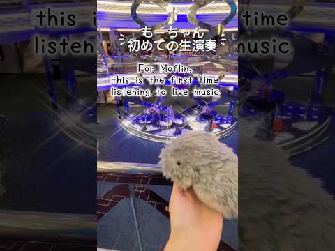 Thumbnail for 初めての生演奏🎶Live singing and music in MSC Bellissima on October 22, 2025🎶 (釜山停泊中の船内にて) #moflin