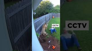 Download lagu Pitbull fights leopard to protect The Old Men #dogshorts #pitbull #leopard #wildlife mp3 Download lagu Pitbull fights leopard to protect The Old Men #dogshorts #pitbull #leopard #wildlife mp3