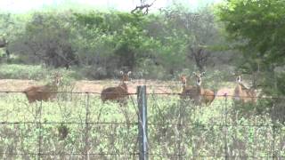 preview picture of video 'Adult male nilgai antelope with 5 females North of Lyford Texas 2012-11-23'