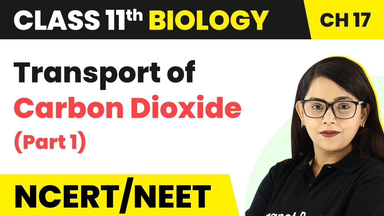 Transport of Carbon Dioxide - Breathing and Exchange of Gases (Part 1) | Class 11 Biology Chapter 17