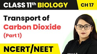 Transport of Carbon Dioxide - Breathing and Exchange of Gases (Part 1) | Class 11 Biology Chapter 17