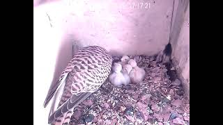 4 Tage nach dem Schlupf