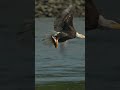 Bald Eagle grabs a fish from the Hudson River. #baldeagle