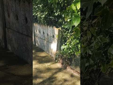 Cemitério dos Padres e Religiosos, Santuário Imaculada Conceição, Angelina SC - Quarta-feira 17/6/26