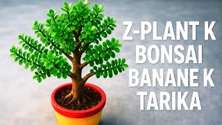 जैड प्लांट को बरगद की तरह घना मोटा तगड़ा बनाने के लिए सिगरेट खाद जरूर वीडियो देखें#gkgarden #zplant