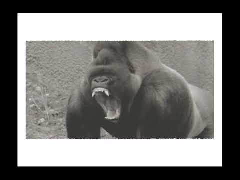 Policarpo - GORILAS /// oneshot (Prod. El Elien)