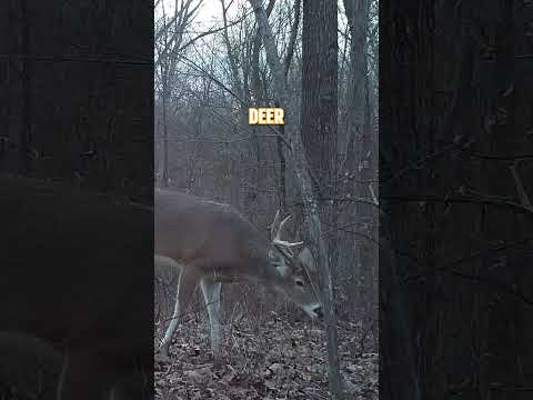 This buck still hasn't shed his antlers!🦌 #deer #deerhunting #biology