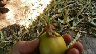 Passion fruit season guys!!!! Oh boy!!!!