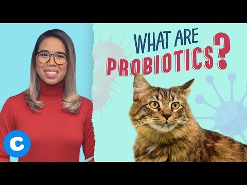 Why Should I Give My Pet Probiotics? | Chewy