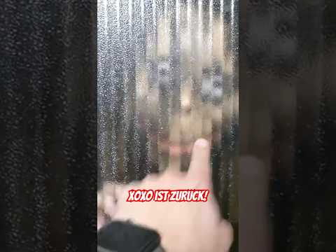XOXO ist zurück um 3 UHR NACHTS #shorts #xoxo
