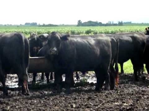 Novillos Exportacion 25-02-2011