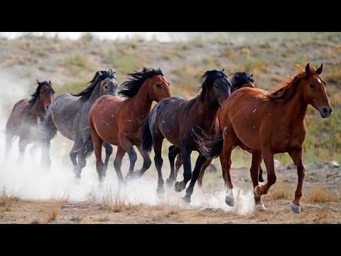 , title : 'Cavalos - Cavalos Selvagens - Som do Cavalo Relinchando'