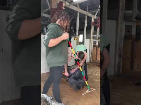 Shearing Ms. Daisy - 2021