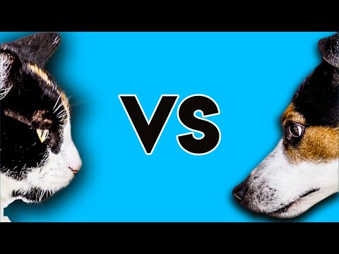 Why Cats Are Better Than Dogs (Top 10 Reasons)