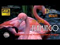 Greater Flamingo Scientific Name Phoenicopterus Roseus Flamingo Call And Sounds