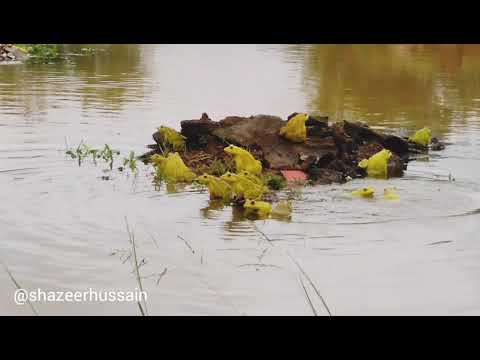 Unique species of amphibians captured in the backyards of New Shams School