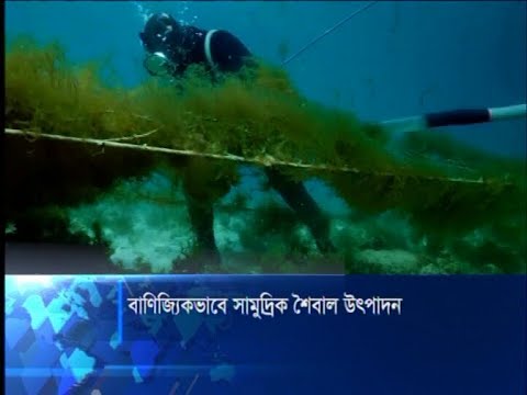 সামুদ্রিক শৈবালের বাণিজ্যিক উৎপাদনে যাচ্ছে বাংলাদেশ | ETV News