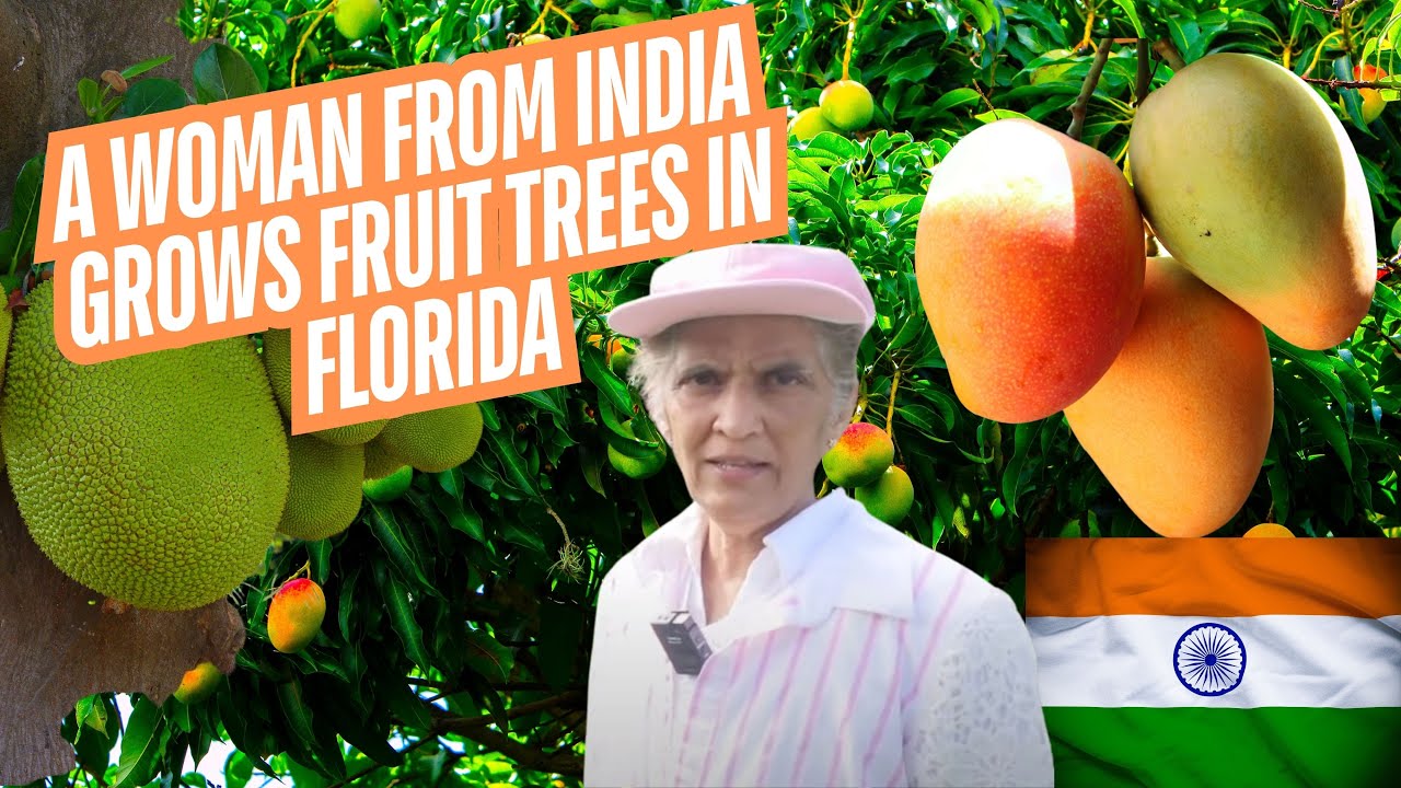 A Woman From India Grows Fruit Trees In Florida