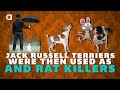 Jack Russell Terrier - Jack Russell Terrier Facts