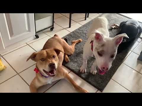 Bunny, an adopted Jindo & Carolina Dog Mix in Austin, TX_image-1