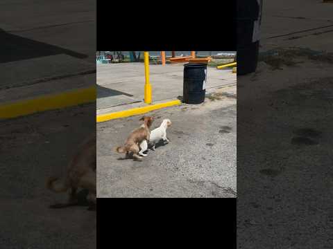 Street Dogs Breeding