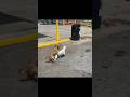 Street Dogs Breeding
