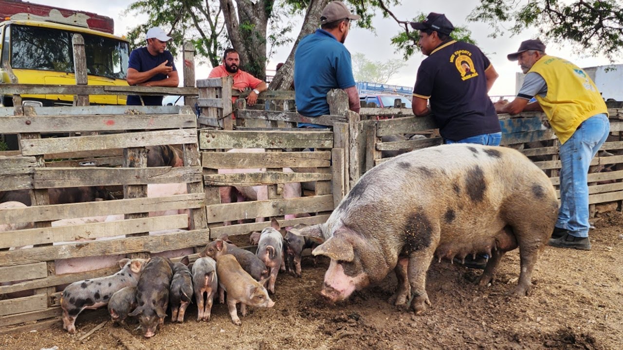 PORCA PARIDA EM CACHOEIRINHA-PE, ALÉM DE CAPRINOS E OVINOS     24-10-2024 #nordeste.
