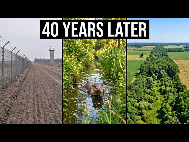 Germany Sealed 870 Miles of Land From Humans for 40 Years — What Came Back Was Unbelievable SDDEFAULT Thumbnail