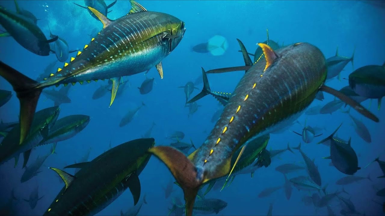 Yellow Fin Tuna 4k Wallpaper Art TV Screen Saver