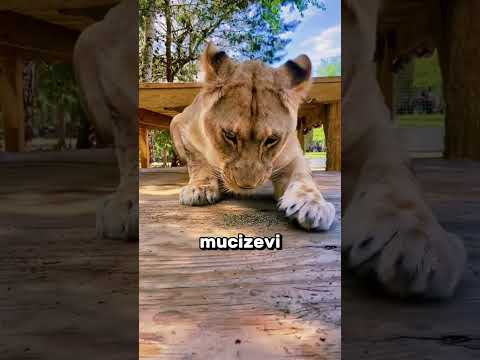 Vahşi Bir Jaguarı Yavru Kediye Çeviren Bitki! 😱