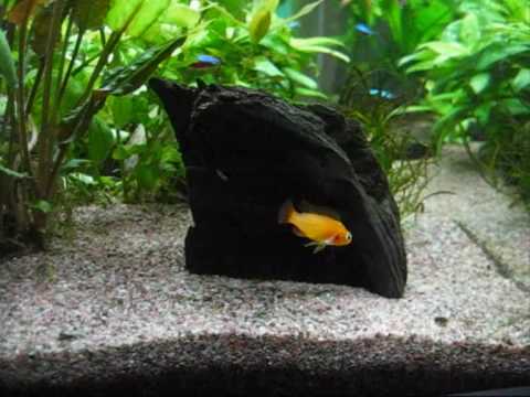 Apistogamma agassizzii with her eggs