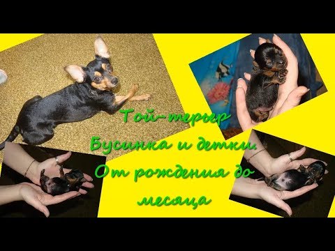 Русский Той-терьер Бусинка и щенки от 0 до 1 месяца.
