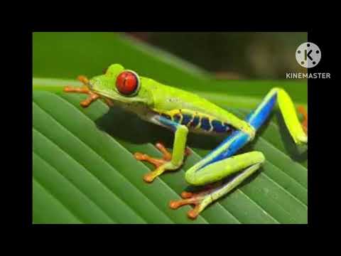 MEGHA RE MEGHA RE 4K - Lata Mangeshkar, Suresh Wadkar - Jeetendra, Reena Roy- Pyasa Sawan 1981 songs