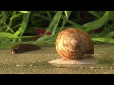 Největšími nepřáteli zahrádkářů jsou slimáci