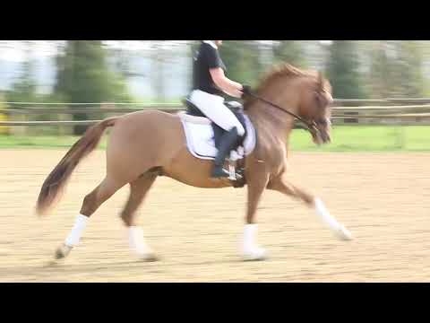 Heitholms Dance Away