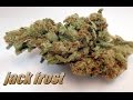 Jack Frost Strain Review