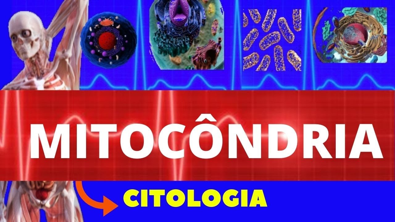MITOCÔNDRIA - ESTRUTURAS E FUNÇÕES - ENSINO SUPERIOR - ENTENDA TUDO DE MITOCÔNDRIA - CITOLOGIA