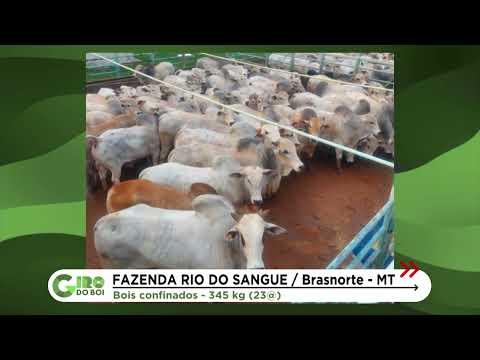 BOIADA JOVEM ATINGE 23 ARROBAS NO MATO GROSSO; CONFIRA