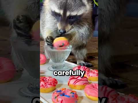 Why Do Raccoons Always Wash Their Food?
