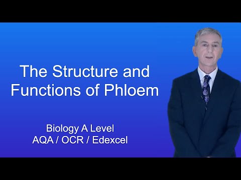 A Level Biology "The Structure and Functions of Phloem"