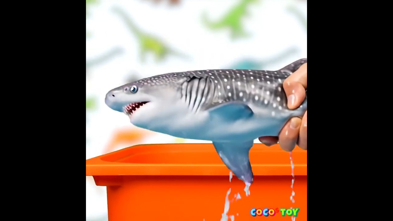 おもちゃのサメが生き返ります! #shorts ㅣ子供向けサメㅣCoCosToy
