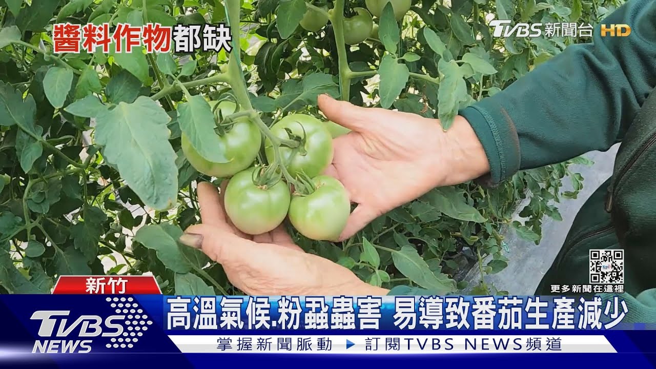 極端大旱衝擊加州番茄加工 番茄量少價格水漲船高
