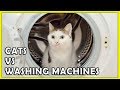 Funny Cats Vs Washing Machines Compilation 2018 NEW HD FunnyCat