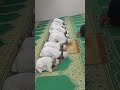 Masjide Babri Masjide Babri 6 December Ka Sadma Hame Yaad Hai Babrimasjid Viralvideo Islam