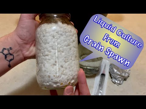 How to Make Mushroom Liquid Culture From Grain Spawn