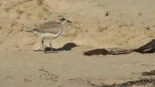 preview picture of video 'Snowy Plover feeding'