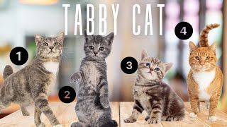 5 Types Of Tabby Cat Coats And Patterns