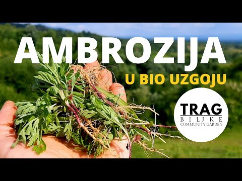 AMBROSIA (Ambrosia artemisiifolia) IN BIOGROWING -PHOSPHORUS [TRACE OF THE PLANT]
